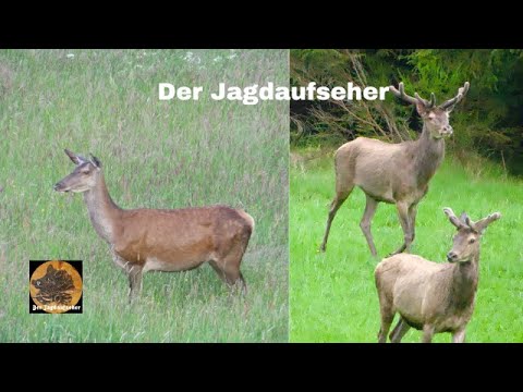 Rotwild und Rotwildbejagung im Mai   4K