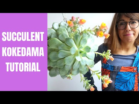 download lagu mp3 mp4 Kokedama Succulent, download lagu Kokedama Succulent gratis, unduh video klip Kokedama Succulent