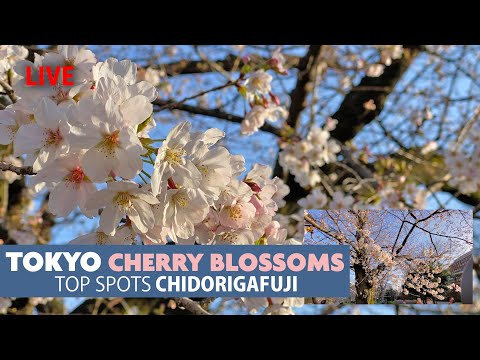 東京的櫻花勝地 | 千鳥福寺櫻花街景 (Tokyo's Cherry Blossom Hot Spot | Chidorigafuji Sakura Street View)