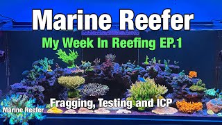 Fragging, Testing and ICP | My Week In Reefing EP.1