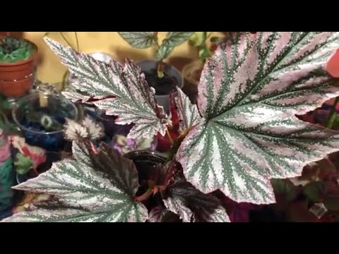 Two New begonias from Steve’s Leaves!!!