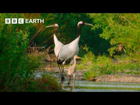 Japan’s Natural Beauty and Wildlife Captured in 4K