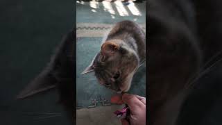 cat-stick snacken #cat #catlove #kitten #katze #cute #kitty #katzenliebe