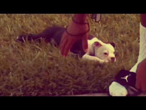 Cartoon Capers - Dan the Automater