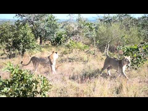 The Two YOUNG Othawas Take On The Mangene Pride