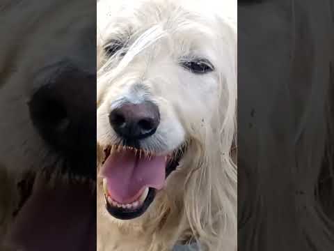 Sophie-Anne in "swimming pool" temp 99