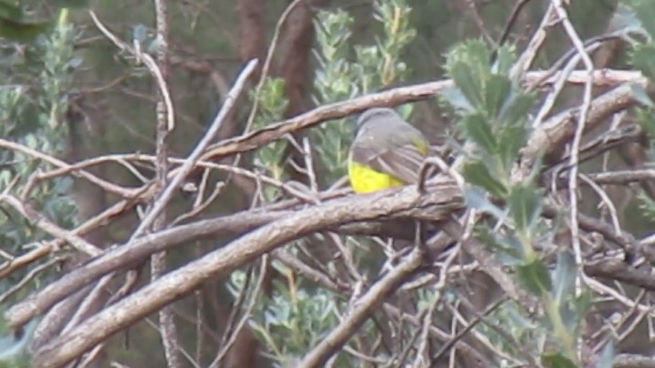 Western Yellow Robin