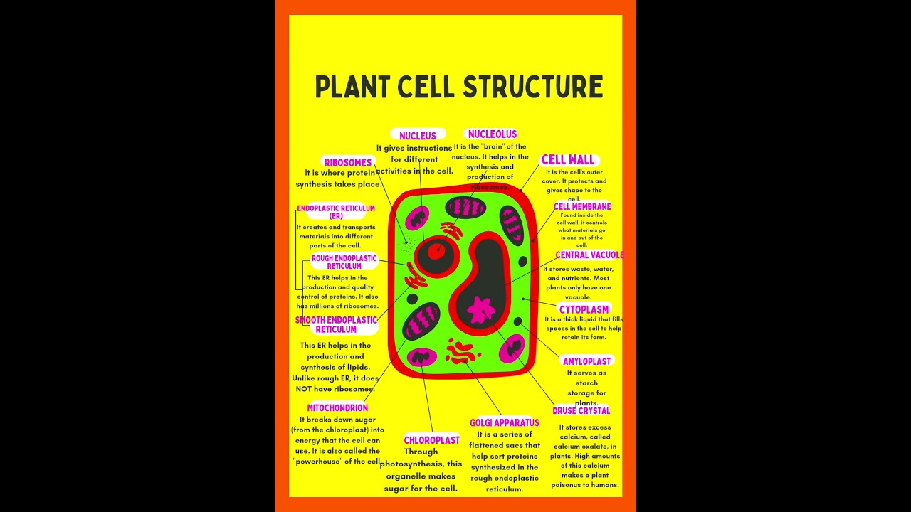 Structure and Functions of Plant cell organelles|plant cell structure| #plantcell #shorts