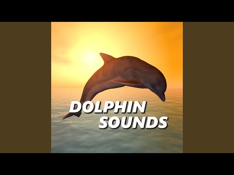 Dolphin Recordings