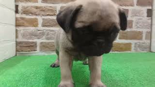 パグの動画01