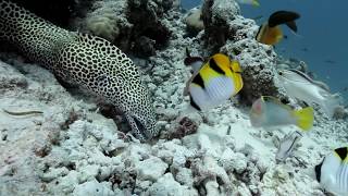 Honeycomb Moray free swimming and hunting