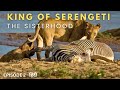 King Of Serengeti The Sisterhood Animal Hindi Documentary Wildlife Documentary In Hindi
