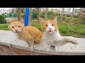 The Meow Symphony Adorable Cats And Kittens Meowing Loudly For Food