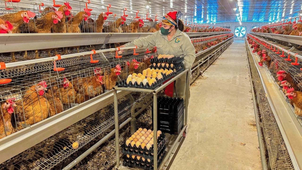 Amazing Poultry Farm - Process of Raising Chickens for Eggs For Business.
