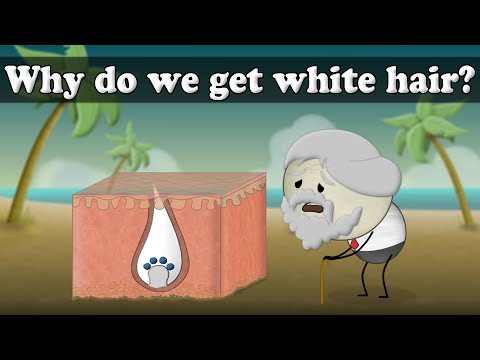 為什麼我們會有白頭髮?| #aumsum (Why do we get white hair? | #aumsum)