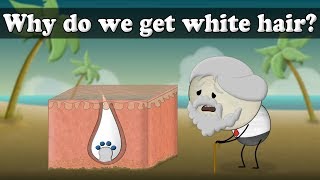 Why do we get white hair? |  aumsum kids science education children