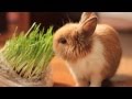 мой кролик февраль 2012 
