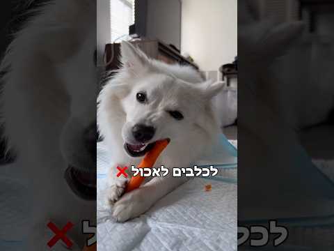 4 מאכלים שאסור לכלבים לאכול