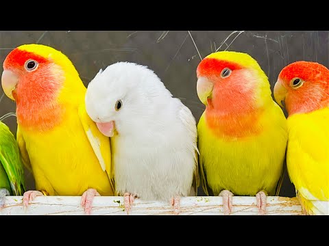 Lovebirds long video 2 hours chirping sounds