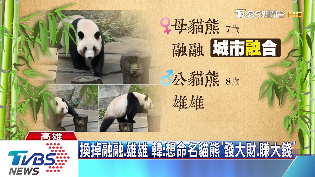 再問貓熊送高!韓避談 陳:靜觀其變