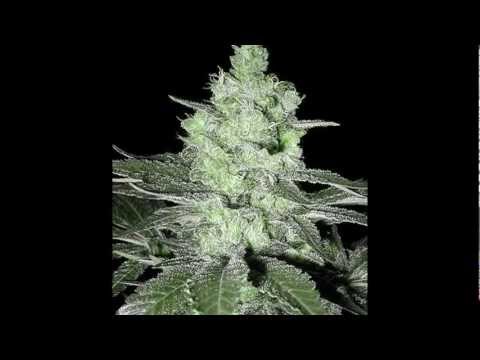 GIUBY, KLEANE - SKUNKANIA