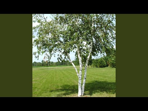 На северо-восток