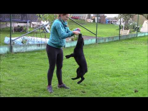 Ax Miredo Moravia - obedience - 3,5 months