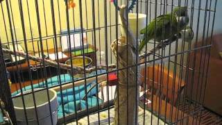 Paco