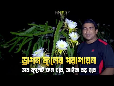 ড্রাগন ফুলের পরাগায়ন(Dragon Flower Hand Pollination )-সব ফুলেই ফল হবে, সাইজ বড় হবে...