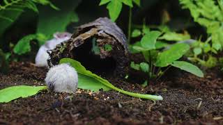 CAT TV 🐱 | 10 Hours of Birds &  Nature for Cats | Entertainment & Enrichment for Indoor Cats