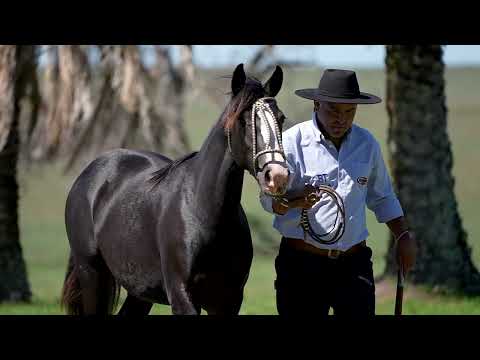 Lote 11 - Basca Helvetia