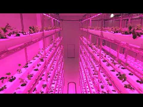 7layers NFT Vertical Farm strawberry