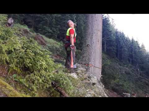 Fällen einer  90 cm Fichte Fällschnitt