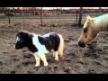 Ride My Pony