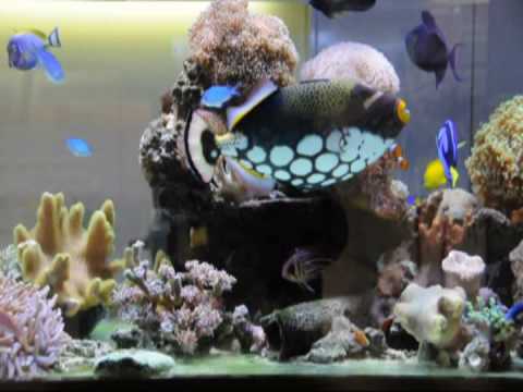 mini reef tank with large clown trigger fish, Nikon D90 movie video 2