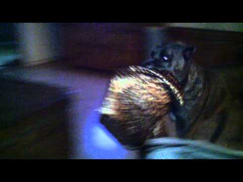 Rocco brings my pillow