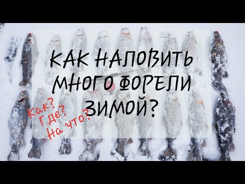 Ловля форели зимой со льда. Форелевые хиты и новые приманки от Mottomo.