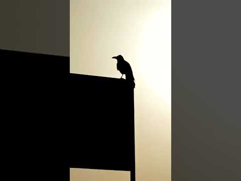 Mobile photography #lgg8x #lgg8xthinq