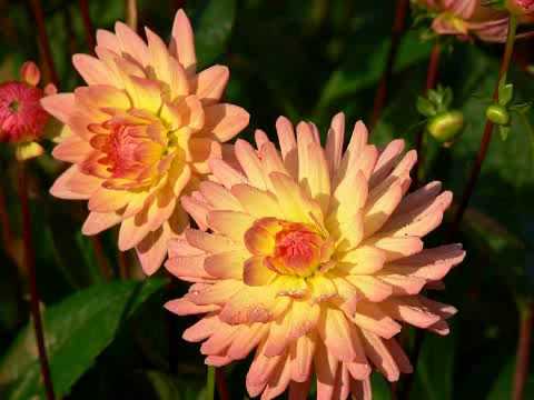 Reisen-auf-Video.des - Dahlien - Eine Blütenbetrachtung