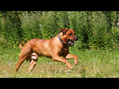 Tosa Inu - Japans ultimativer Kampfhund