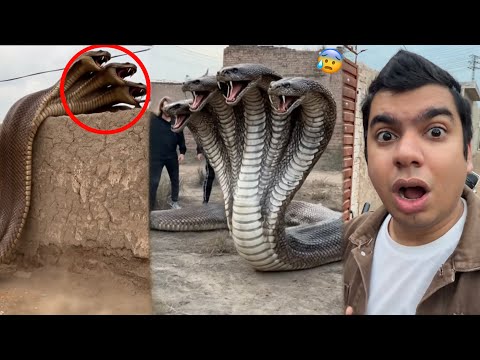 Zoo Mein Big Snake Agea 😰 Dangerous 