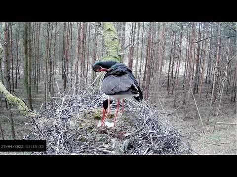 Bociany czarne online 2022 - powrót Flo po 22 h i 58 min. 27.04.2022