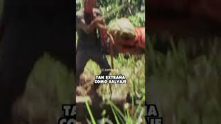 ESTRENO: La historia de Holocausto Caníbal