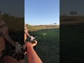 Timber Wolf 357 Magnum