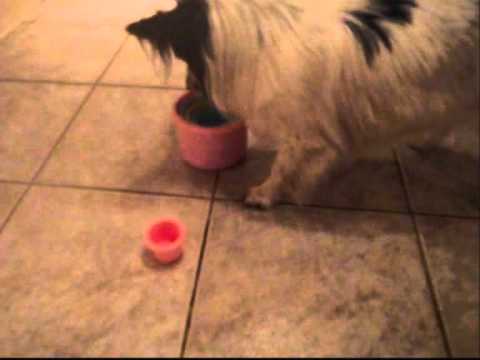 Dog tricks: Papillon Gizmo stacking cups / Papillon plockar ihop burkar
