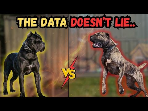 Presa Canario vs Cane Corso - Bite Force Dynamics