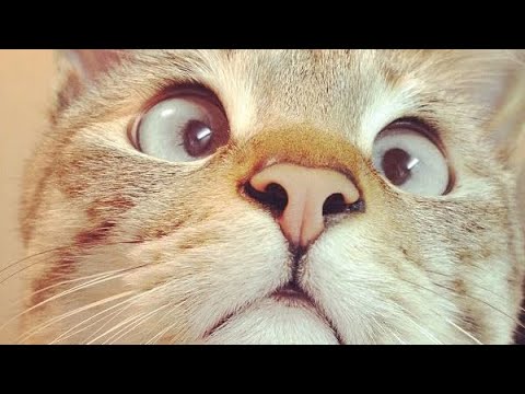 Cats funny core 