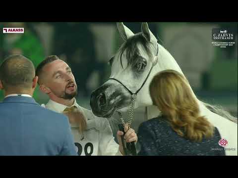 N 28 TM BELLA   World Arabian Horse Championship 2023   Doha   Junior Fillies   Section A Class 2A