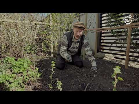 Vilka örter tar hand om ditt vatten?