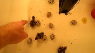 DIY Incubator, under $25 bucks!